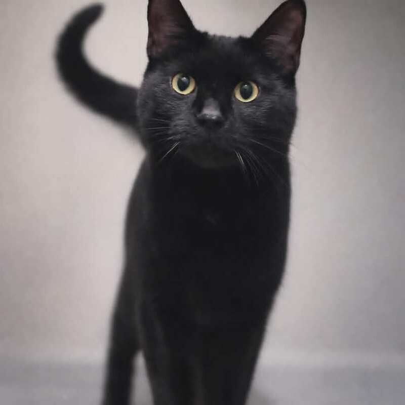 Picture of the Animal Listed